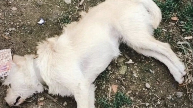 14 köpeğin zehirlenerek öldürüldüğü tespit edildi.