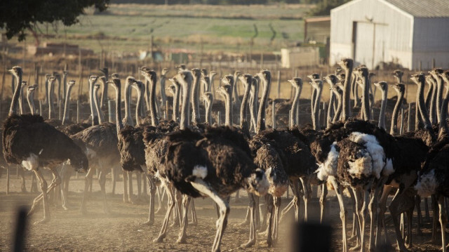 Des autruches errent dans un champ clôturé dans l'une des fermes de Saag Jonker Holdings, le 13 février 2024 à Oudtshoorn, en Afrique du Sud.