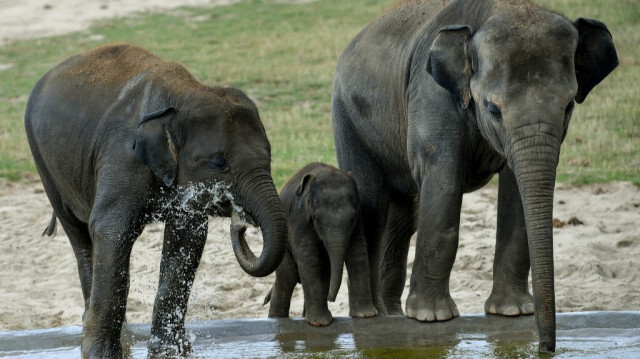 Un jeune éléphant d'Asie se baigne avec des adultes dans son enclos au Zoo Pairi Daiza à Brugelette, dans l'est de la Belgique.