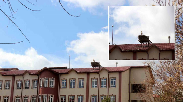 Sivas'ta leylekli okulun leylekleri yuvalarına kavuştu 