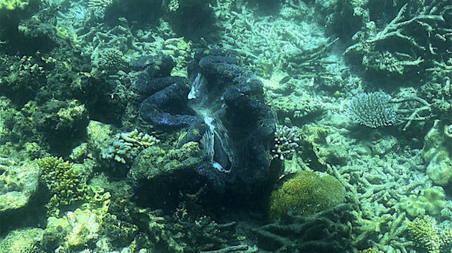 Coraux de la Grande Barrière de Corail, au large de la côte de l'État australien du Queensland.