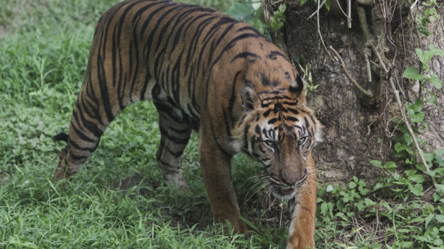 Un tigre de Sumatra au zoo de Medan, dans le nord de Sumatra, le 15 janvier 2024.