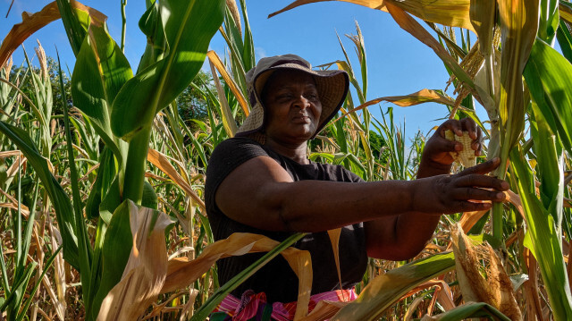 Ladias Konje, une agricultrice communale, traverse son champ de maïs flétri, qui a souffert d'un stress hydrique au moment de la floraison pendant une longue période de sécheresse à la mi-saison, dans le village de Kanyemba à Rushinga, le 3 mars 2024. 