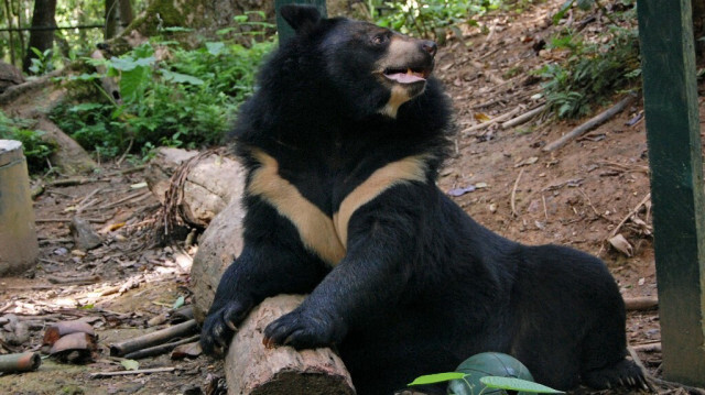 Ours noir dans un centre de sauvetage des ours mis en place par la fondation Free the Bears, à Luang Namtha, dans la province septentrionale du Laos. 