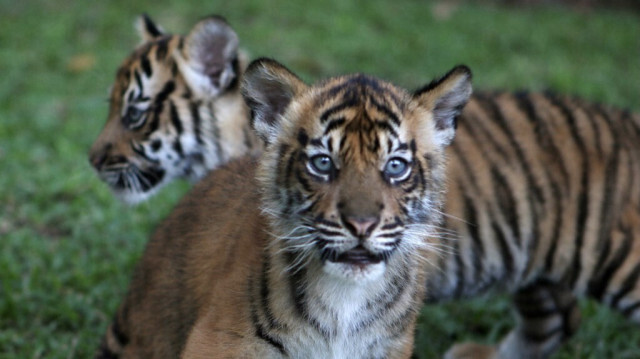 Des bébés tigres de Sumatra âgés de trois mois, au Safari Park de Pasuruan, en Indonésie.