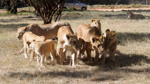 Des lions sont photographiés lors de la visite de l'équipe nationale allemande de football le 25 juin 2010 dans la réserve "Lion Park" à Lanseria, en Afrique du Sud.