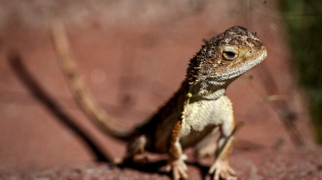 L'Australie a le défi de protéger son dragon sans oreille des prairies, en voie d'extinction.