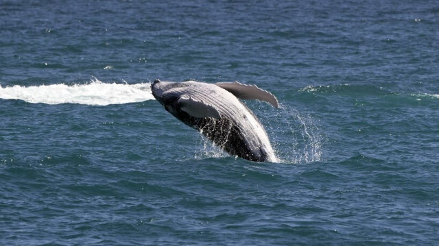 Baleine grise dans l'océan Pacifique au large de Los Cabos, Mexique, le 21 février 2024.