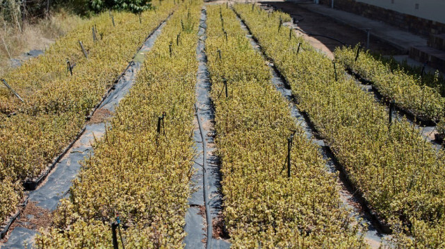 Des milliers de plants de spekboom dans la pépinière de Jobs4Carbon à Van Wyksdorp le 14 février 2024.