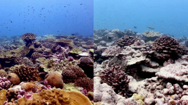 Photomontage montrant un récif corallien sur l'île de Kiritimati, photographié avant et après le fort phénomène El Niño de 2015/2016.