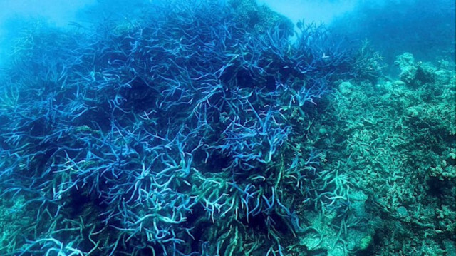 Un blanchissement massif de la Grande Barrière de corail d'Australie est en cours, ont annoncé les autorités, un phénomène provoqué par le changement climatique 