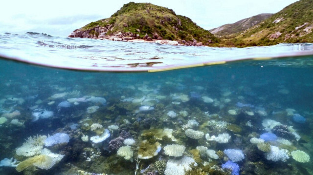 Coraux décolorés et morts autour de l'île Lizard sur la Grande Barrière de Corail, à 270 kilomètres au nord de la ville de Cairns, le 5 avril 2024.