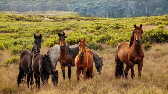 Les restes de plus de 500 chevaux ont été découverts sur une propriété du sud-est de l'Australie, entraînant une enquête policière avec les autorités sanitaires et environnementales.