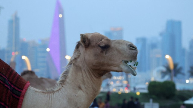 Sur cette photo prise le 27 janvier 2024, des chameaux sont photographiés à Souq Waqif à Doha, pendant la Coupe d'Asie de l'AFC 2023 au Qatar.
