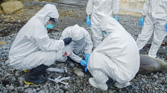 Des techniciens analysent les restes de lions de mer morts au Pérou, où plus de 500 lions de mer et 55 000 oiseaux sauvages sont morts du virus de la grippe aviaire H5N1 au cours des dernières semaines.