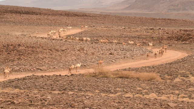 Cette photographie prise le 11 juillet 2022 montre un troupeau de chameaux se dirigeant vers le lac Turkana dans la région de Loiyangalani où des familles affectées par la sécheresse prolongée sont hébergées, au village de Parapul, à Marsabit, dans le nord du Kenya.