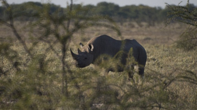 Un rhinocéros noir est photographié, le 8 mai 2015 à Halali dans le parc d'Etosha.