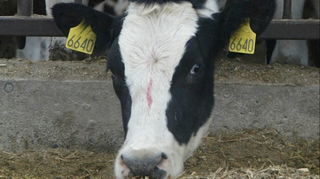 Une vache laitière mise en quarantaire à Mabton, Washington, le 30 décembre 2003.