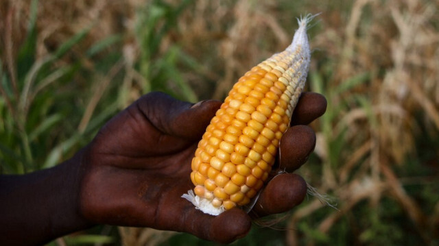 Edson Kanyemba, agriculteur communal et chef du village de Kanyemba, tient un minuscule épi de maïs récolté dans son champ de maïs flétri, qui a souffert d'un stress hydrique au moment de la floraison pendant une longue période de sécheresse en milieu de saison, dans le village de Kanyemba à Rushinga, le 3 mars 2024. 