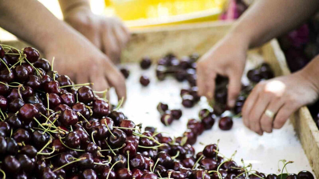 Türkiye meyve üretiminde dünyada 4'üncü sırada