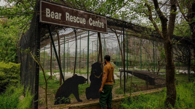 Un garde forestier s'occupe d'ours noirs secourus, au centre de sauvetage de la faune d'Islamabad, anciennement un parc zoologique, le 27 mars 2024.