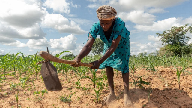 Josephine Ganye travaillant dans ses champs de maïs flétris et rabougris en raison de la chaleur incessante et des faibles précipitations dans la région de Buhera, sujette à la sécheresse, le 28 janvier 2020 au Zimbabwe. 