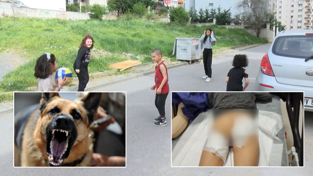 İstanbul'da sokak köpeği dehşeti
