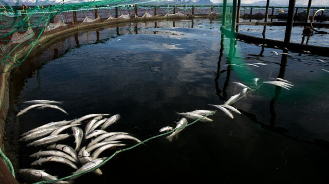 Saumons morts flottant dans l'eau dans une ferme piscicole située sur l'île de Rinoya, dans le nord de la Norvège. 