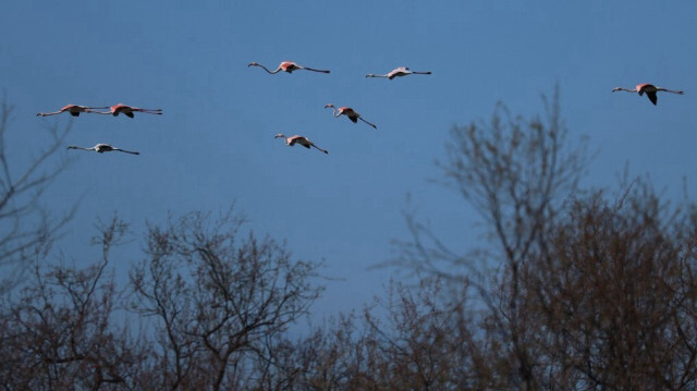 Une bande de flamants roses (phoenicopterus roseus) vole sur la lagune de Vain, près de la ville de Lezhe, le 13 mars 2024.