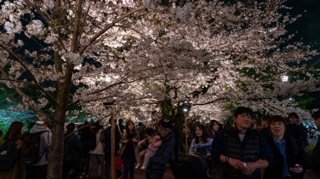 Des personnes visitent les cerisiers en fleurs illuminés à Chidorigafuchi, l'un des fossés autour du Palais impérial à Tokyo, le 4 avril 2024.