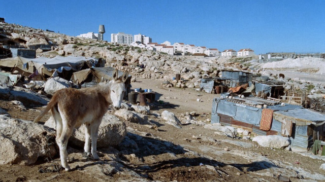 Un âne est photographié dans un camp bédouin le 13 janvier 1995, en face de la colonie juive de Maale Adumim en Palestine.