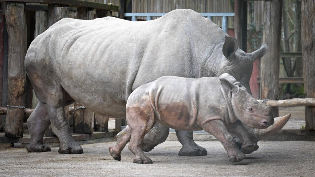 Un bébé rhinocéros blanc aux côtés de sa mère, espèce dont 40 specimens ont été réintroduits dans la nature en Afrique du Sud.