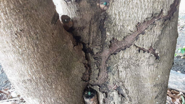 Des mines antipersonnel datant de la guerre civile dans un tronc d'arbre dans le nord-ouest de la province de Banteay Meanchey au Cambodge,  le 17 mai 2024.