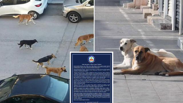 Kocaeli Valiliği sokak hayvanlarıyla ilgili belediyelere yazı gönderdi