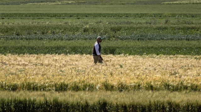 Un chercheur du Centre international de recherche agricole dans les zones arides (ICARDA) se promène dans un champ cultivé dans la région de Marchouch, au nord-ouest du Maroc, le 18 avril 2024.