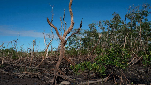 Une mangrove dans l'ouest de Rio de Janeiro, le 17 avril 2024, à l'heure où la moitié des écosystèmes de mangroves sont menacés dans le monde, selon une étude de l'UICN.