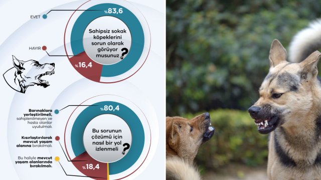 İletişim Başkanlığının 'sokak köpekleri' araştırmasına katılan vatandaşların yüzde 80,4'ü sahiplenilmeyen köpeklerin uyutulmasını destekledi.