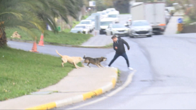 'Sokak Köpekleri Toplatılsın' başlığı sosyal medyada ilk sıralarda yer aldı.