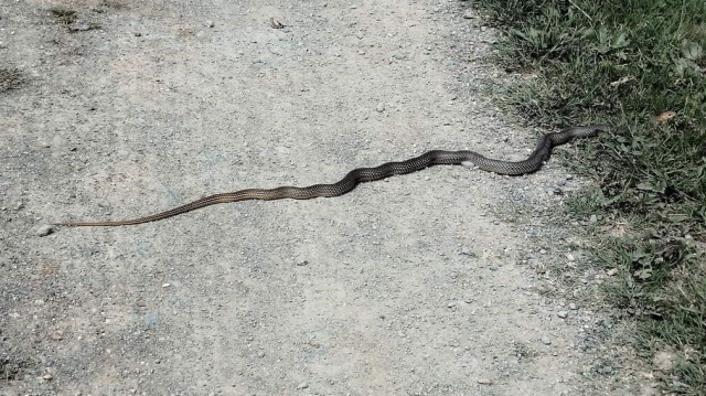 İlçede son günler sık sık görülen yılanlar vatandaşları ise tedirgin ediyor. 