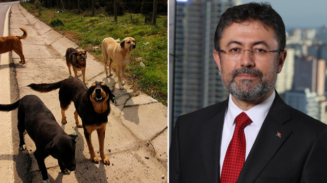 Tarım ve Orman Bakanı İbrahim Yumaklı, Türkiye'deki başıboş köpek sorununu 5 maddeyle anlattı.