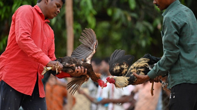 Les manutentionnaires affrontent des coqs de combat avant un combat de coqs lors d'une foire locale à Katekalyan dans le district de Dantewada, dans l'État indien de Chhattisgarh, le 16 avril 2024.