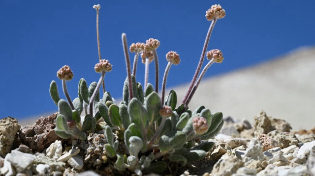 La plante Tiehm buckwheat est menacée d'extinction par l'ouverture d'une mine de lithium, à Rhyolite Ridge, dans l'Etat du Nevada.