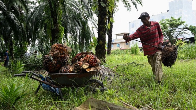 Un travailleur ramassant des fruits de palmiers à huile à Ijok, dans l'État malaisien de Selangor.