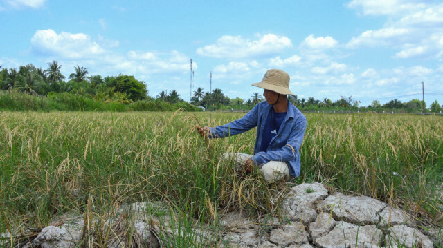 Cette photo prise le 23 février 2024 montre un agriculteur regardant sa récolte dans une rizière sèche de la province de Ca Mau, dans le sud du Viêt Nam, au milieu d'une longue vague de chaleur. Le sud du Viêt Nam, y compris le centre économique de Ho Chi Minh-Ville et la région du delta du Mékong, a souffert d'une vague de chaleur anormalement longue en février, selon les prévisions du 28 février.