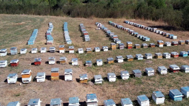 Dünyadaki çam balı üretiminin yüzde 90'ını Türkiye'de gerçekleşiyor.