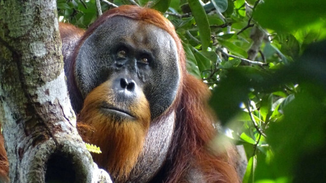 Un orang-outan mâle au parc national de Gunung Leuser dans le nord de Sumatra, en Indonésie.