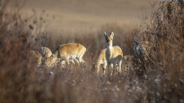 Gazelles sauvages broutant dans le soum de Bayandun, dans la province de Dornod, à l'est de la Mongolie. 