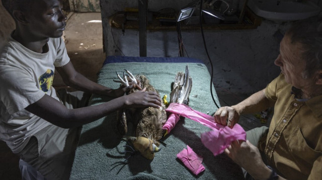 Habillage d'un aigle bateleur qui a subi une chirurgie pour une aile cassée, au Centre de Conservation des Rapaces de Soysambu, au Kenya, le 18 avril 2024.