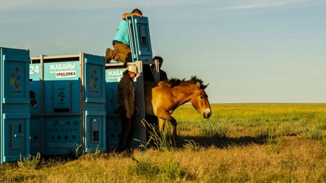 Des employés libèrent un cheval de Przewalski d'un conteneur dans la nature, en dehors de la ville d'Arqalyk, au Kazakhstan, le 4 juin 2024. 