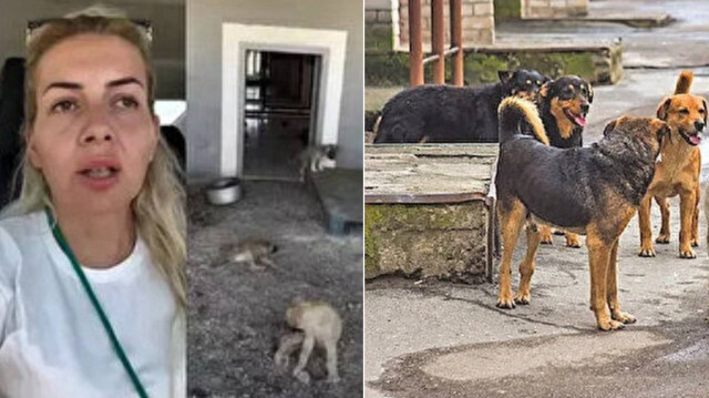 Kuduz köpekleri Ankara'ya getiren şüpheliler tutuklama talebiyle hakimliğe sevk edildi.